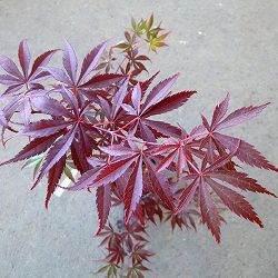 モミジ：紅鏡（ベニカガミ）3.5号ポット