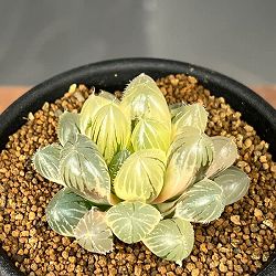 ハオルチア：レッドレンズオブツーサ錦2.5号鉢植え