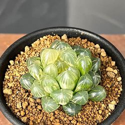 ハオルチア：ブルーレンズオブツーサ錦2.5号鉢植え