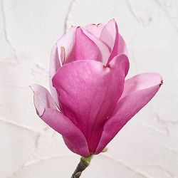 モクレン（マグノリア）：ジェニー3.5号ポット