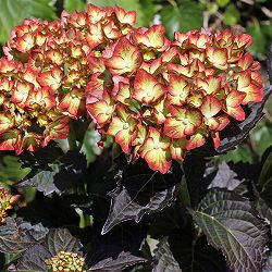 アジサイ：ライト・マイ・ファイヤー 3号ポット