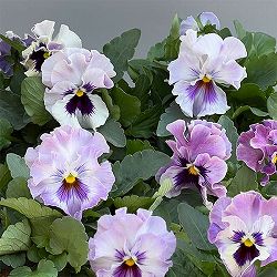 パンジー：きもの　ラベンダーシェード3.5号ポット 12株セット