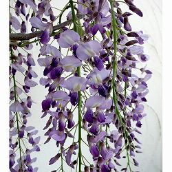 フジ（藤）：長崎一才藤（ナガサキイッサイフジ）5号ポット