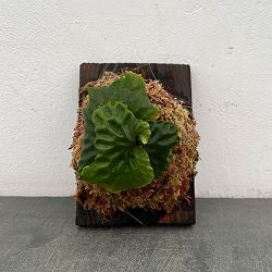 ビカクシダ（コウモリラン）：マダガスカリエンセ板付25-01