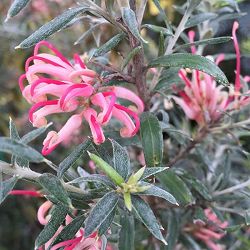 グレビレア：プーリンダシグネット4.5号ポット