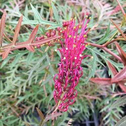 グレビレア：ブロンズランバー4号ポット