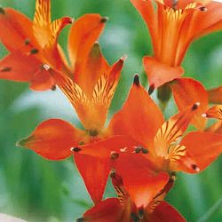 アルストロメリア：リグツシムシーオレンジ1球