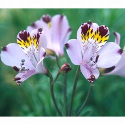 アルストロメリア：ヴィオラセア ブルー1球