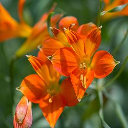 アルストロメリア：リグツ スイートオレンジ1球