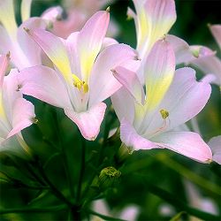 アルストロメリア：スポットレス テスティパール1球