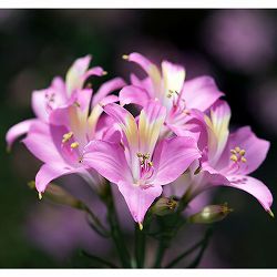 アルストロメリア：スポットレス テスティピンク1球