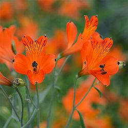 アルストロメリア：リグツオレンジシェード1球