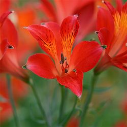 アルストロメリア：リグツレッドシェード1球