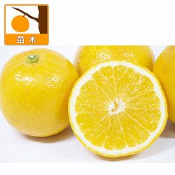 レモン：スイートレモネード4号ポット