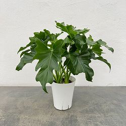 フィロデンドロン：セローム　4号鉢植え*