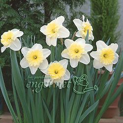 水仙：アイスフォーリス3球セット