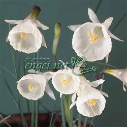 水仙：カンタブリカス モノフィラス（原種）3球セット