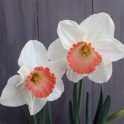 水仙：ピンクチャーム 3球セット