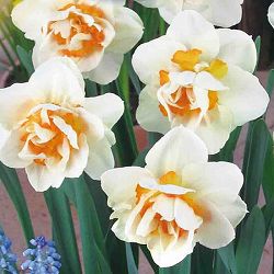 水仙：フラワーパレード3球セット