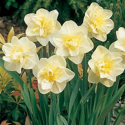 水仙：ホワイトライオン3球セット