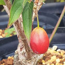 ヨーロピアンコーネル（コーネリアンチェリー）：オーレア5号ポット