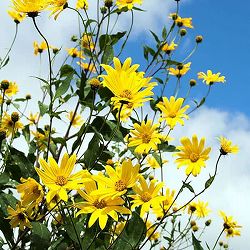 ムラサキキクイモ（紫菊芋）の種イモ5球入り6袋セット（合計30球）