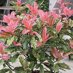 カナメモチ（オオカナメモチ）：ピンククリスピー4.5号ポット