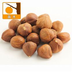 ヘーゼルナッツ（西洋ハシバミ）：ノッティンガムフルー3.5号ポット