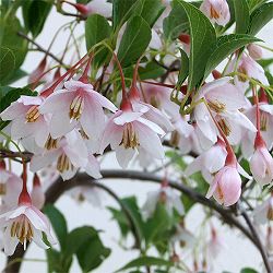 エゴノキ：紅花枝垂れエゴノキ4号ポット