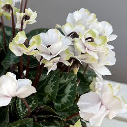 シクラメン（ミニ）：抹茶ラテ3号ポット