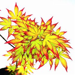 モミジ：爪紅（つまべに）3.5号ポット