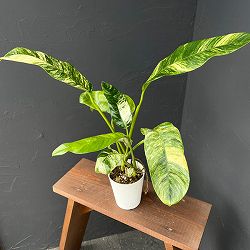 エピプレムヌム：ギガンティウム バリエガータ 3.5号鉢植え