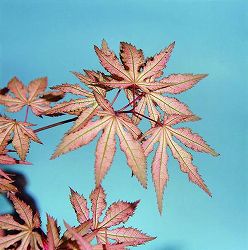 モミジ：紅鴫立沢（ベニシギタツサワ）3.5号ポット