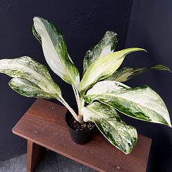 アグラオネマ：ゴールデンベイ　3.5号ポット