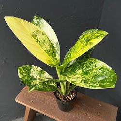 アグラオネマ：ニューハイブリッド　3.5号ポット