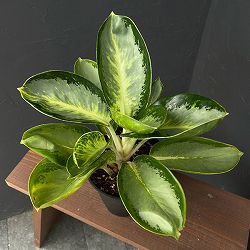 アグラオネマ：グリーンボール　5号ポット