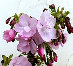 ミニ桜（サクラ）：旭山（アサヒヤマ）4.5号ポット