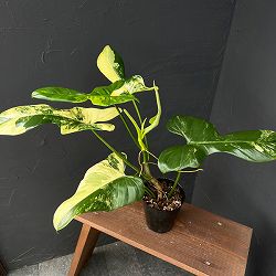 フィロデンドロン：バイオリン バリエガータ 3.5号ポット