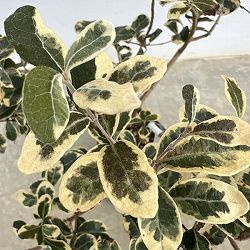 フェイジョア：斑入り7号ポットまたはルートバック