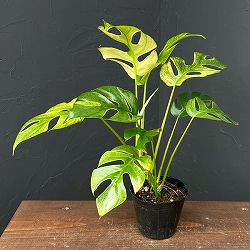 ラフィドフォラ：ホワイトモンスター（斑入り）3号ポット