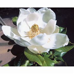 タイサンボク：ケイパレス3号ポット