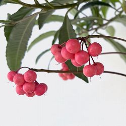 万両（マンリョウ）：ピンク実4号ポット[実付き]