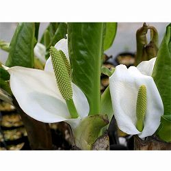 ミズバショウ（水芭蕉）3.5号ポット