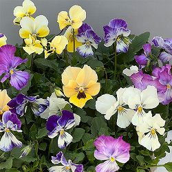 ビオラ：ロカハーツ　ネオベルトロニー3.5号ポット