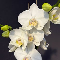 ファレノプシス：アマビリス 3.5号ポット