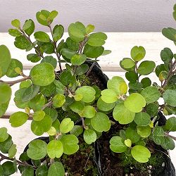 ミルシネ：アクイロニア3号ポット