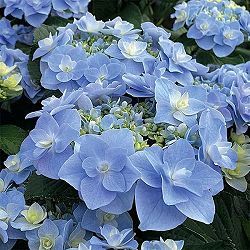 アジサイ：風神（フウジン）3号ポット