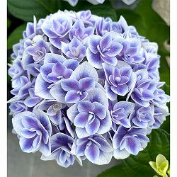 アジサイ：麟鳳亀竜（リンポウキリュウ）3号ポット