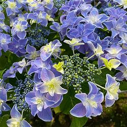 アジサイ：龍翔鳳舞（リュウショウホウブ）3号ポット