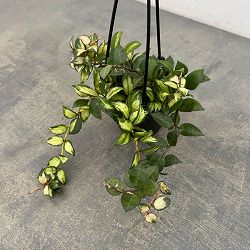 ホヤ：ラクノーサ　ブルーノ　3号吊り鉢*